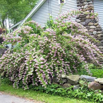 Żylistek Zaróżowiony "Kalmiiflora"