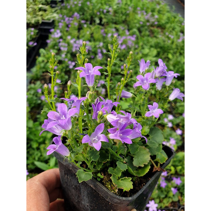 Dzwonek Dalmatyński sadzonka