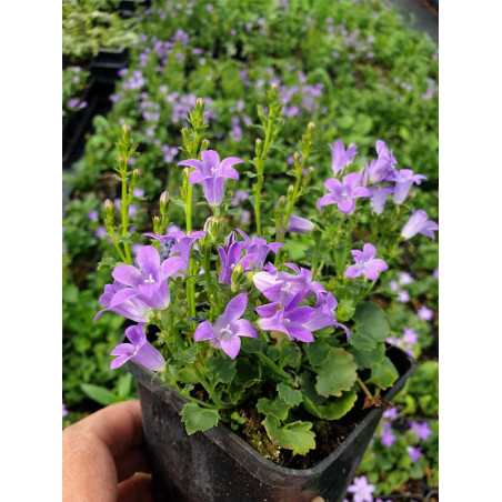 Dzwonek Dalmatyński sadzonka