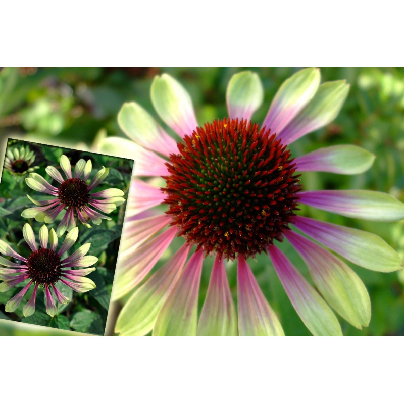 Jeżówka Green Twister echinacea sadzonka