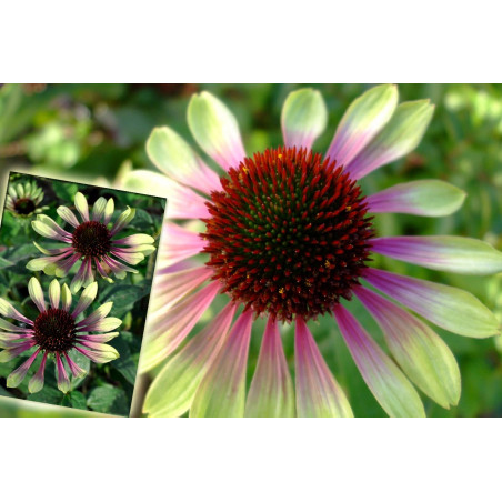 Jeżówka Green Twister echinacea sadzonka