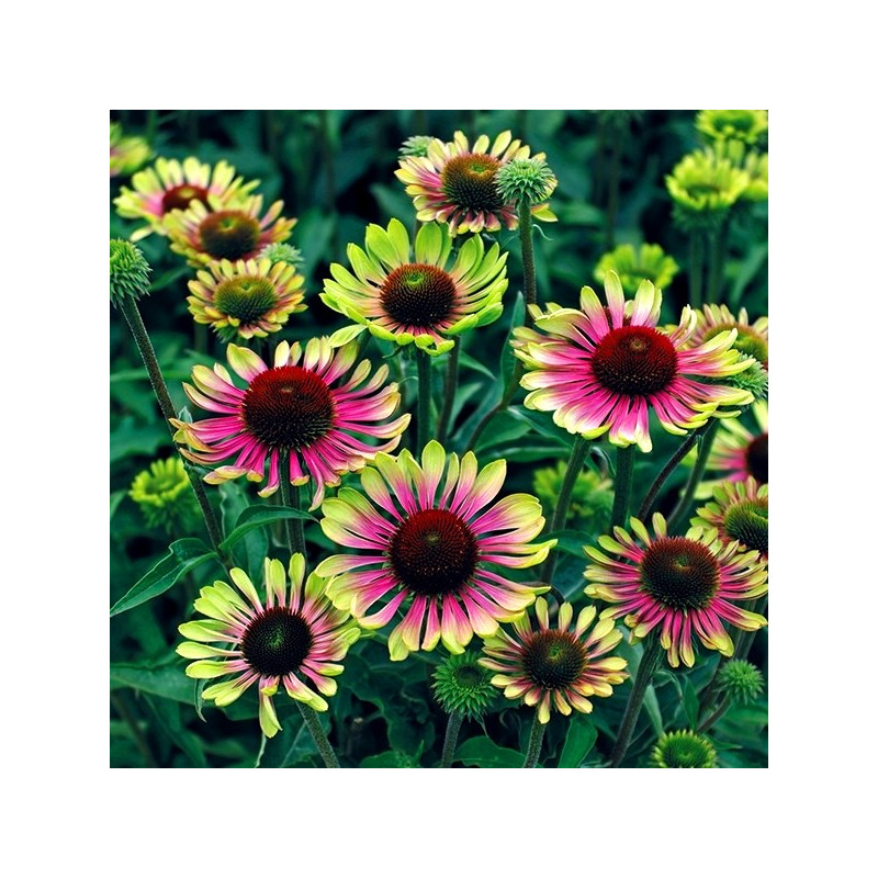 Jeżówka Green Twister echinacea cena