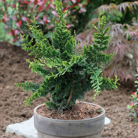 Cyprysik tępołuskowy Teddy Bear cena