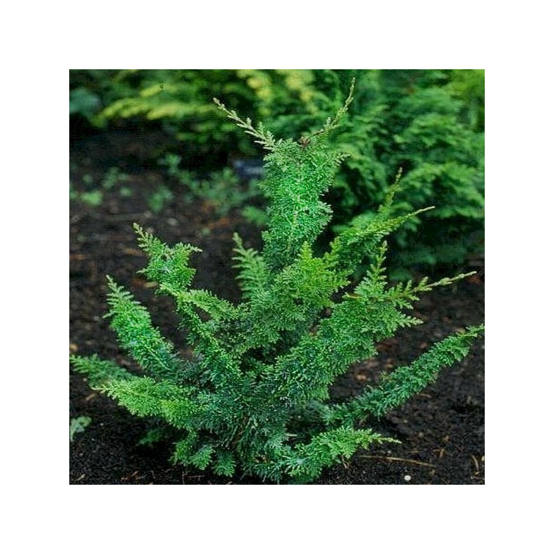 Cyprysik tępołuskowy Teddy Bear sklep