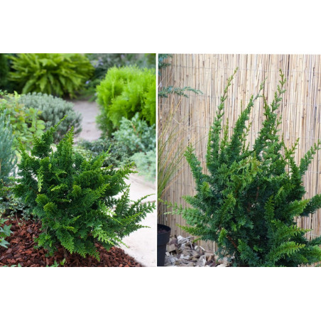 Cyprysik tępołuskowy Teddy Bear sadzonka