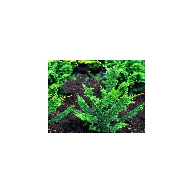 Cyprysik tępołuskowy Teddy Bear cena