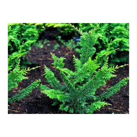 Cyprysik tępołuskowy Teddy Bear cena