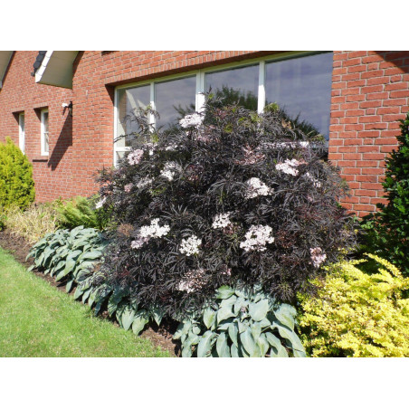Sambucus Nigra Black Lace