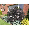 Sambucus Nigra Black Lace