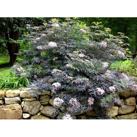Sambucus Nigra Black Lace