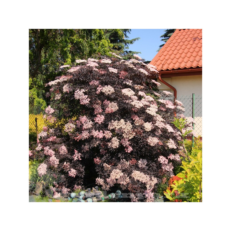Sambucus Nigra Black Lace