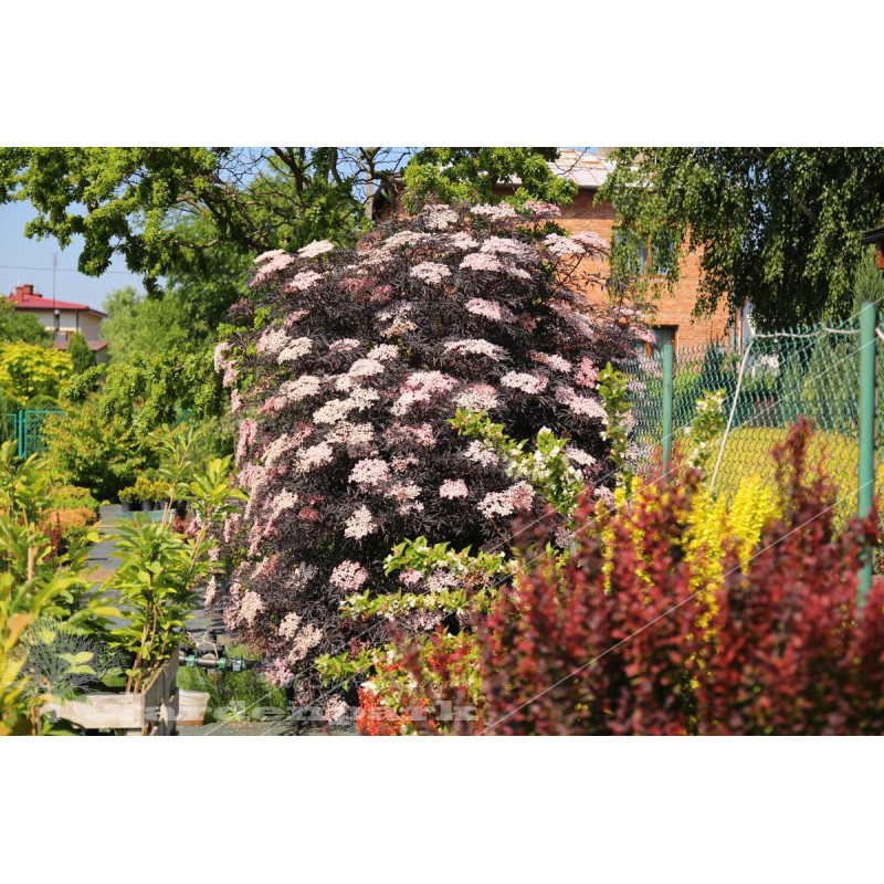 Sambucus Nigra Black Lace
