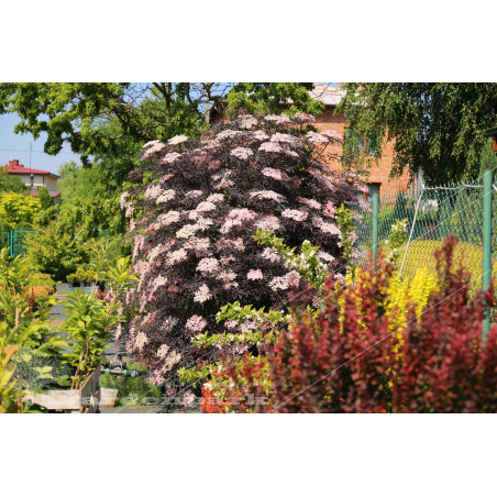 Sambucus Nigra Black Lace