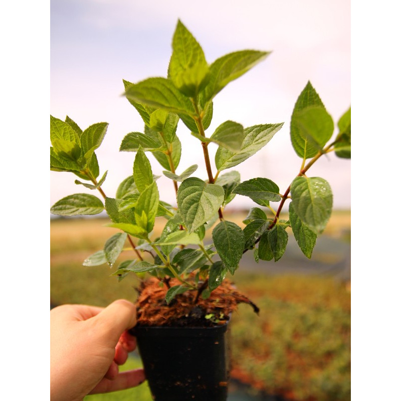 Hortensja bukietowa Pinky Winky sadzonka