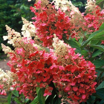 Hortensja bukietowa Pinky Winky