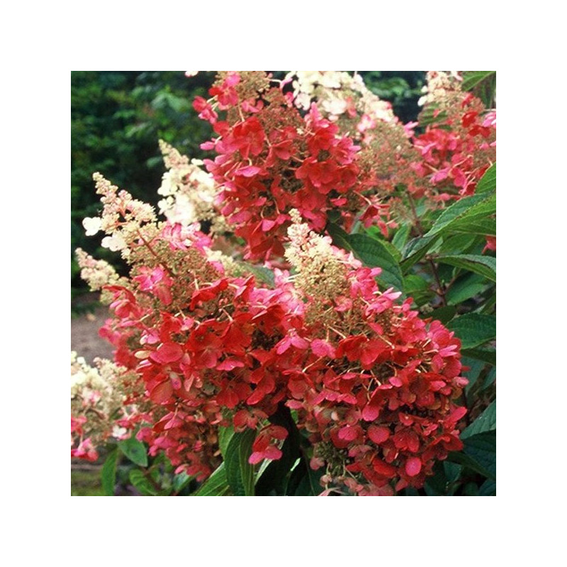 Hortensja bukietowa Pinky Winky