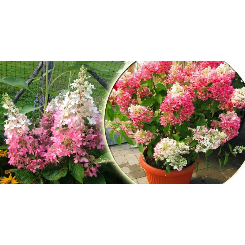 Hortensja bukietowa Pinky Winky