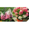 Hortensja bukietowa Pinky Winky