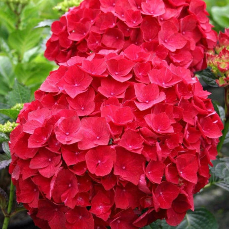 Hortensja ogrodowa Hot Red