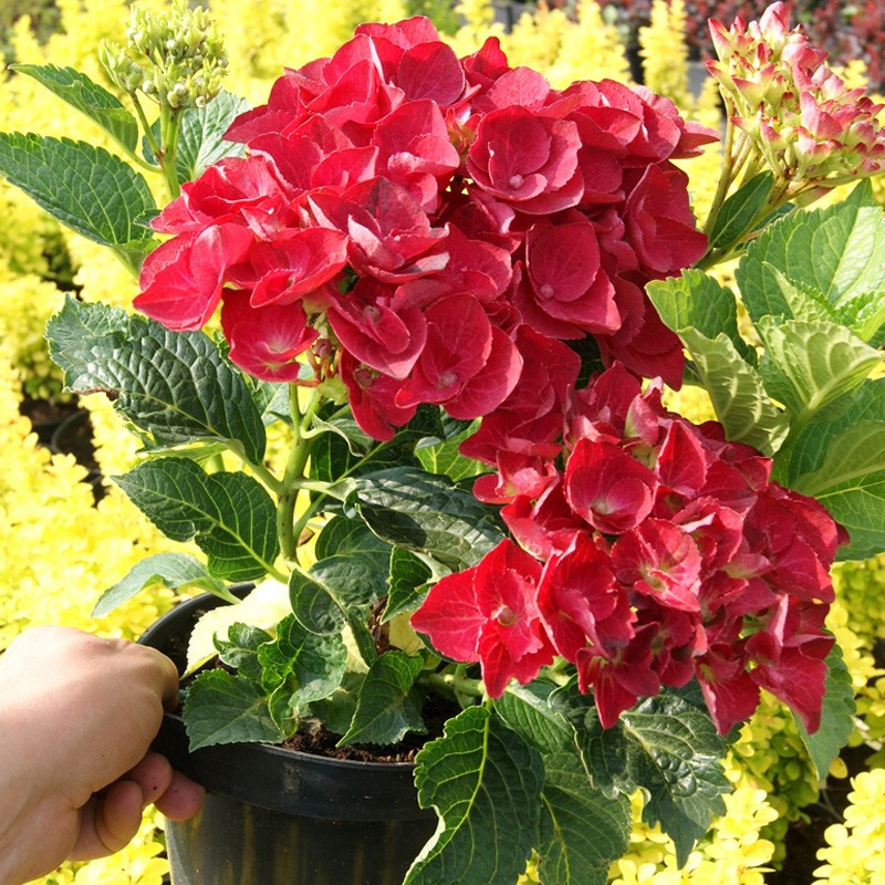 Hortensja ogrodowa Hot Red cena