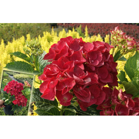 Hortensja ogrodowa Hot Red miniatura