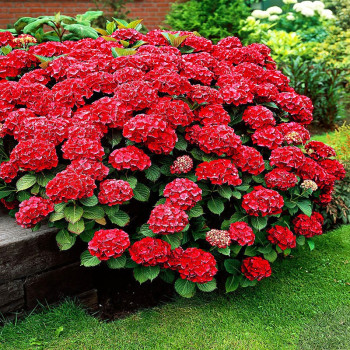 Czerwona Hortensja ogrodowa Hot Red