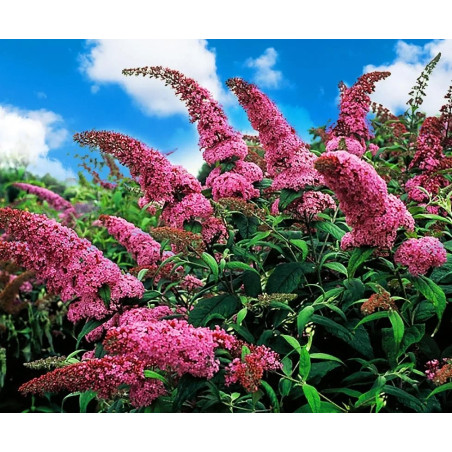 Budleja Pink Panther sklep