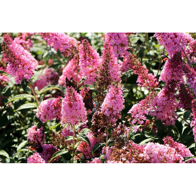 Budleja Pink Panther sadzonki