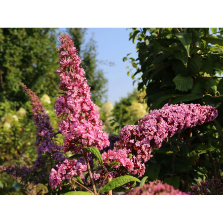 Budleja Pink Panther cena