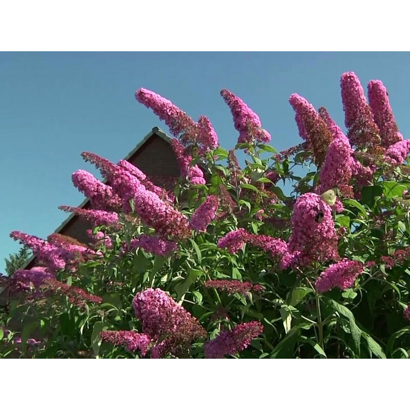Budleja Pink Panther szkółka
