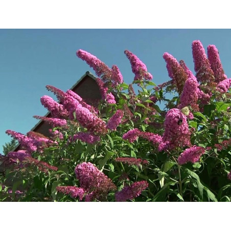 Budleja Pink Panther szkółka