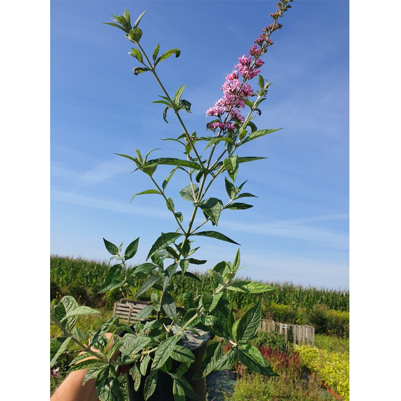 Budleja Pink Panther sadzonka