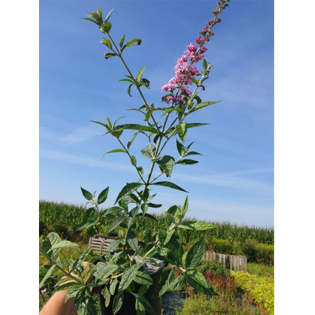Budleja Pink Panther sadzonka