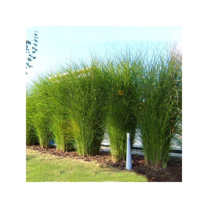 Miskant chiński Gracillimus sadzonki