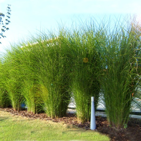 Miskant chiński Gracillimus sadzonki