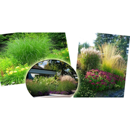 Miskant chiński sadzonki