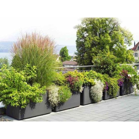 Miskant chiński Gracillimus cena