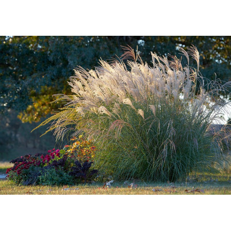 Miskant chiński Gracillimus