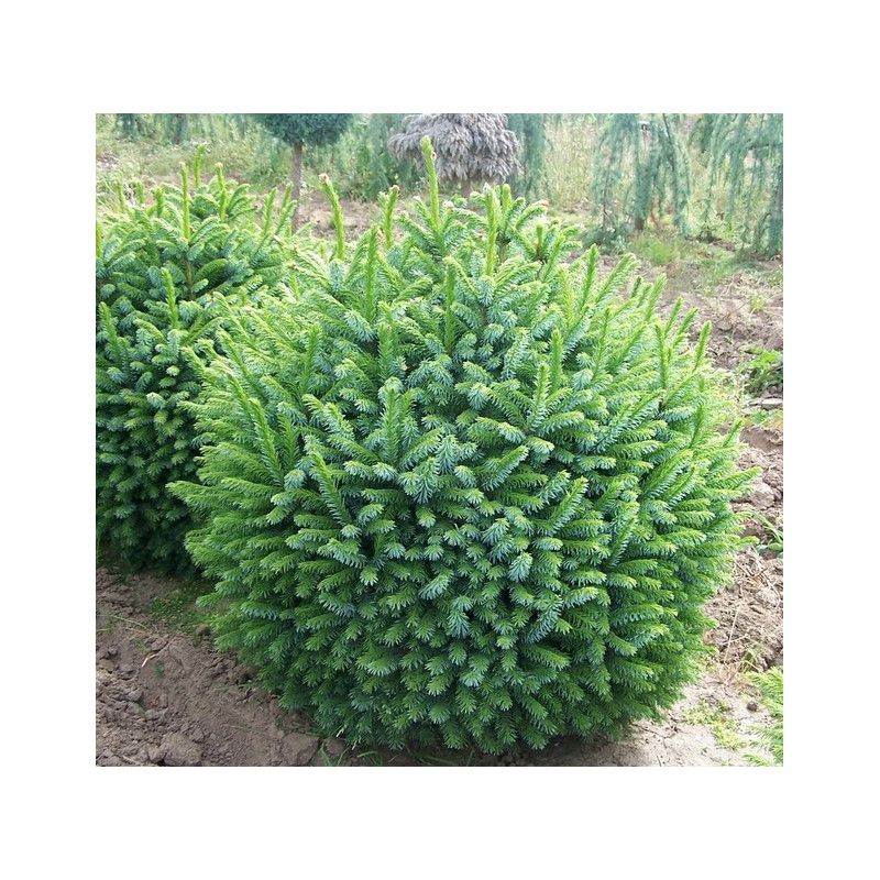 Świerk serbski Karel