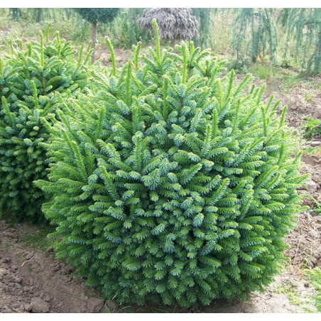 Świerk serbski Karel