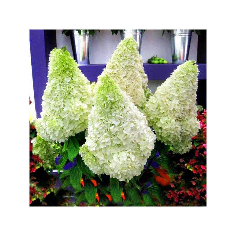 Hortensja bukietowa Polar Bear sadzonka