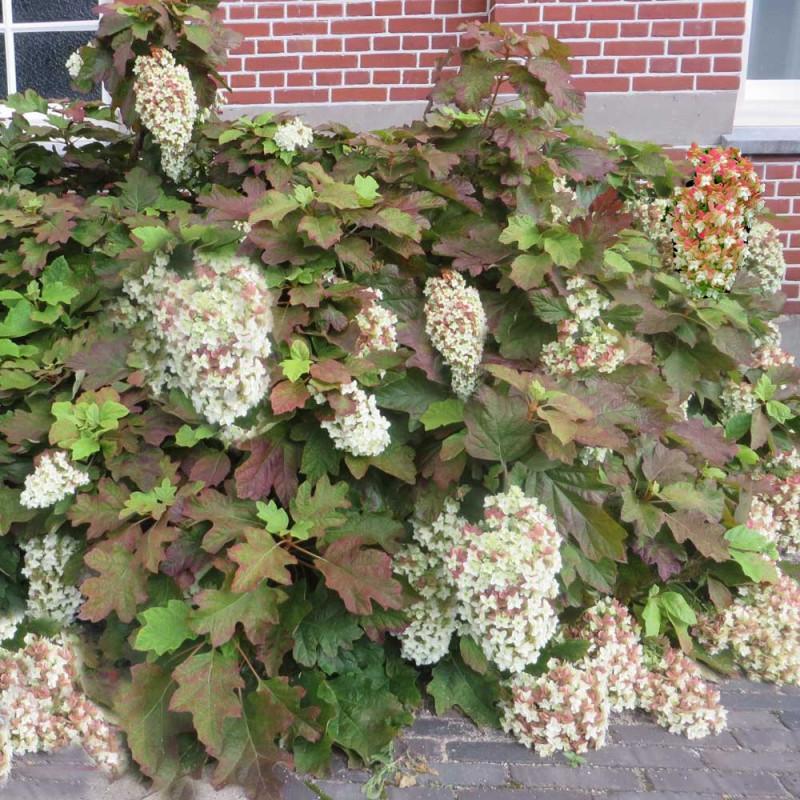 Hortensja dębolistna Snowflake