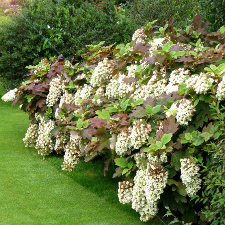 Hortensja dębolistna Snowflake