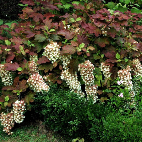 Hortensja dębolistna sklep