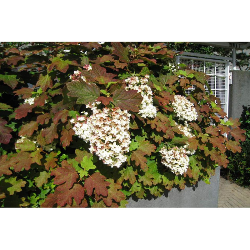 Hortensja dębolistna Snowflake sadzonka