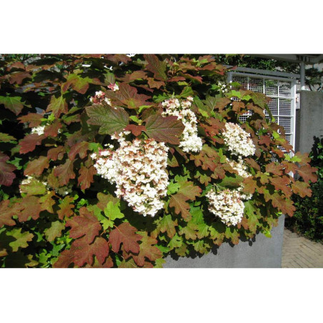 Hortensja dębolistna Snowflake sadzonka