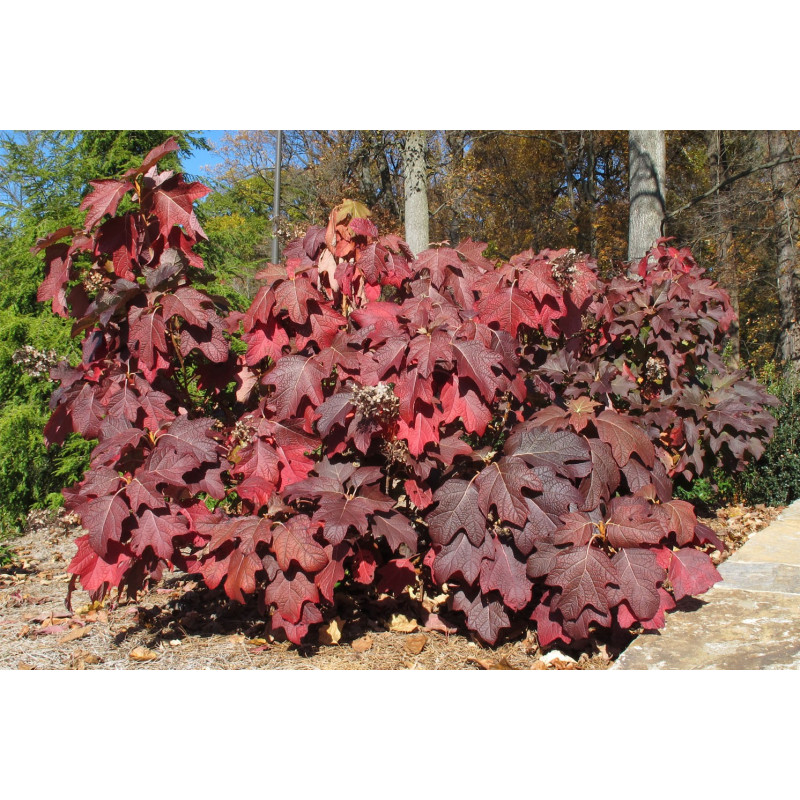 Hortensja dębolistna Cena