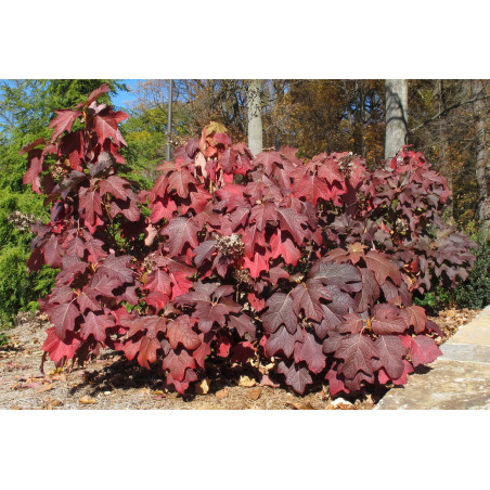 Hortensja dębolistna Cena