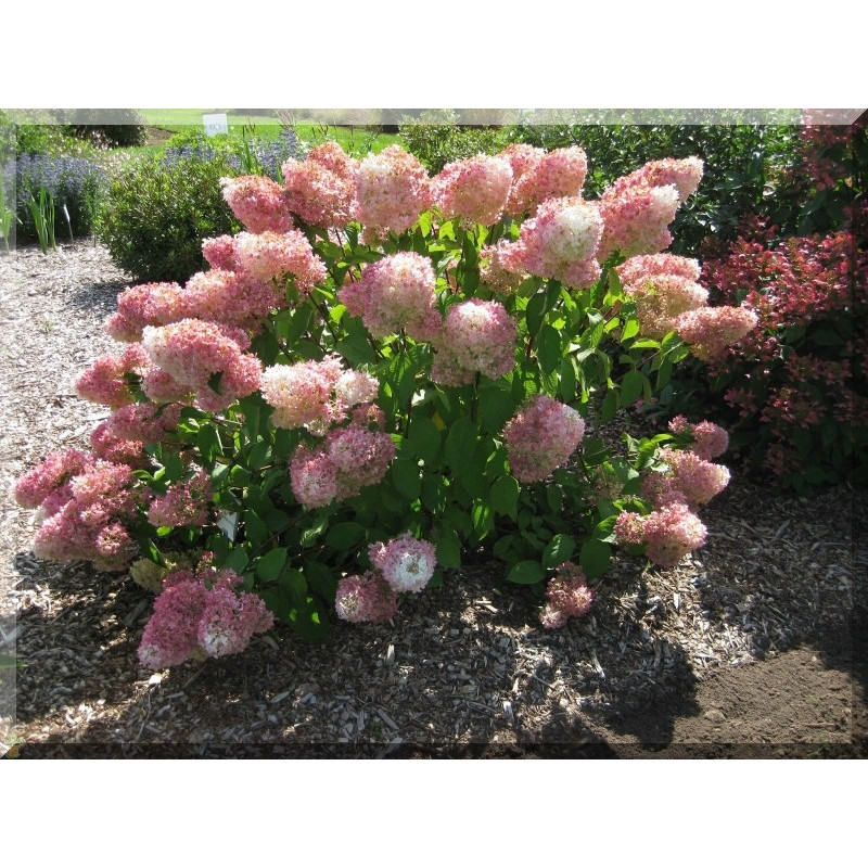 Hortensja bukietowa Renhy Vanille Fraise internetowy sklep