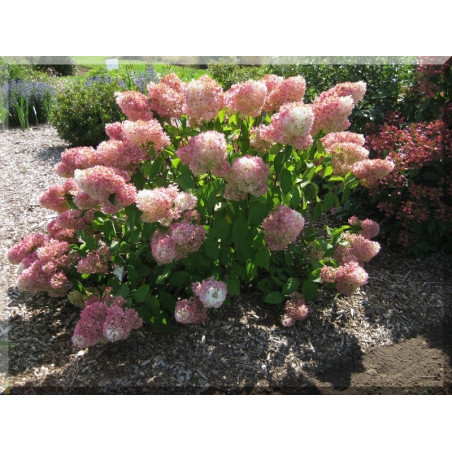 Hortensja bukietowa Renhy Vanille Fraise internetowy sklep